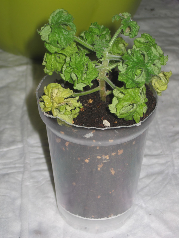 Сразу после пересадки