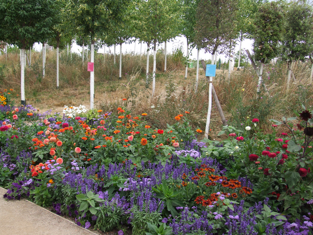 BUGA 23: Blumen und Nachhaltigkeitsbäume