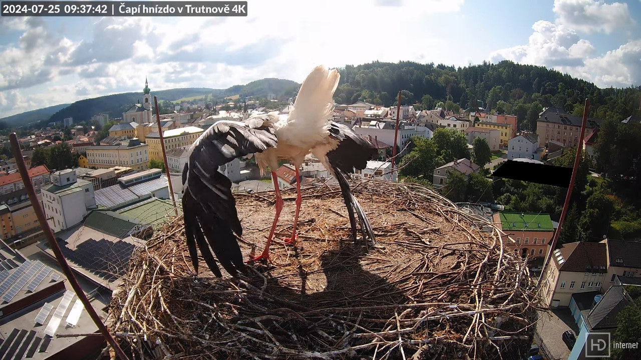 Tiešraidē no stārķa ligzdas uz alus darītavas skursteņa Trutnovā 15-8-48 screenshot