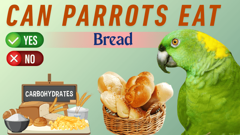 Can Parrots Eat Bread Can Parrots Eat Bread
