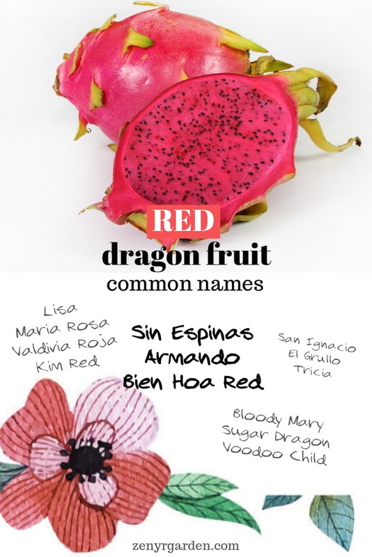 red-dragon-fruit-common-names.jpg