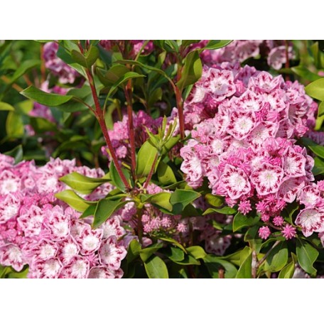 Kalmia latifolia Ideal11-456x449