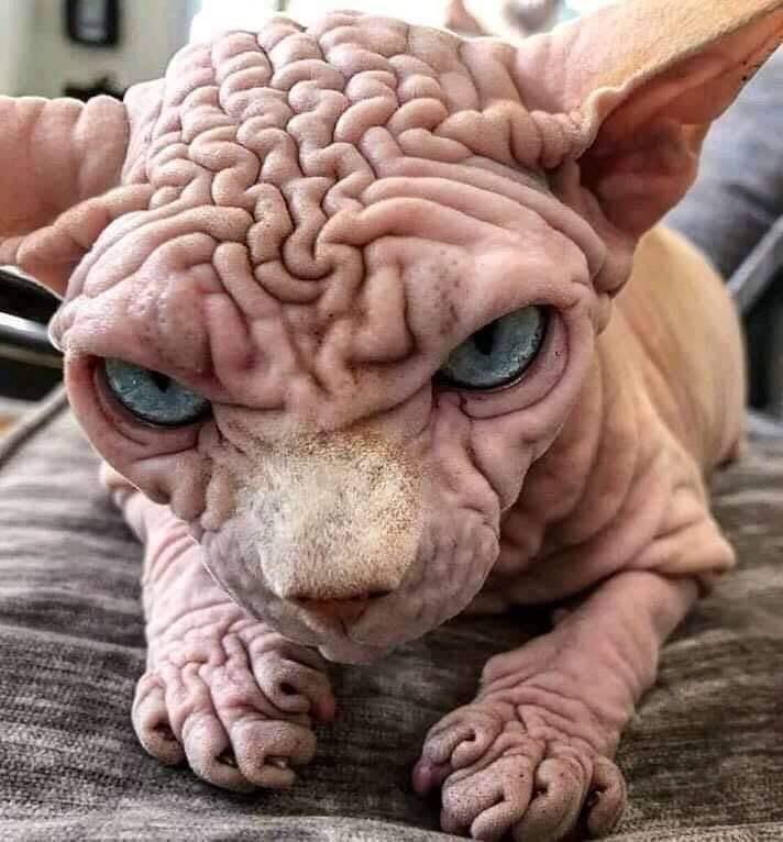Obrazek