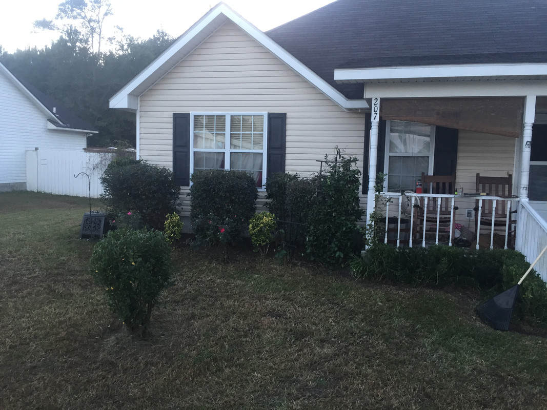 Hedges cleaned up, Sep 2015