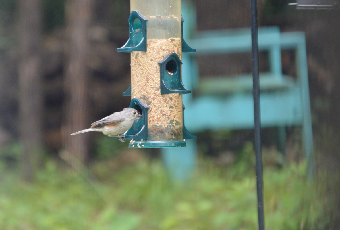 2021-7-1 Tufted Titmouse (2)