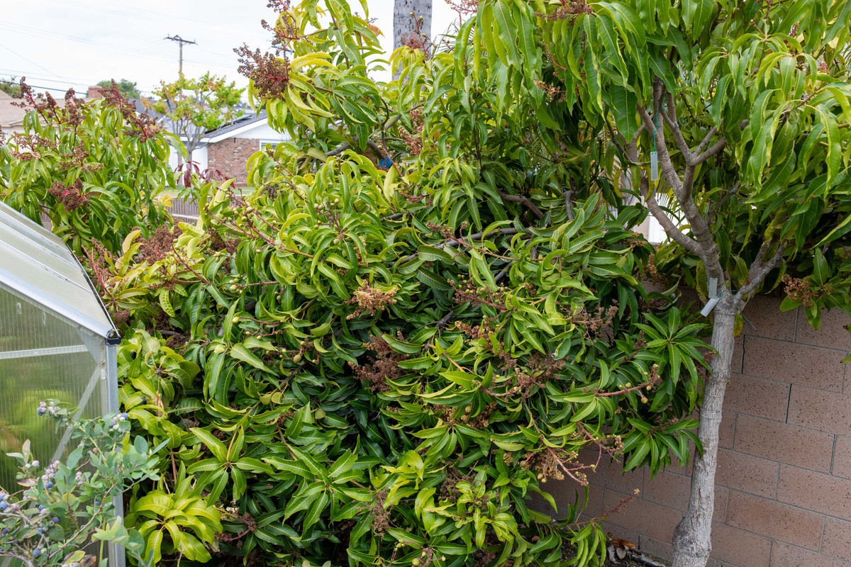 8U1A3029  Coconut Cream-Seacrest Mango Tree with Fruit (5-17-2025)