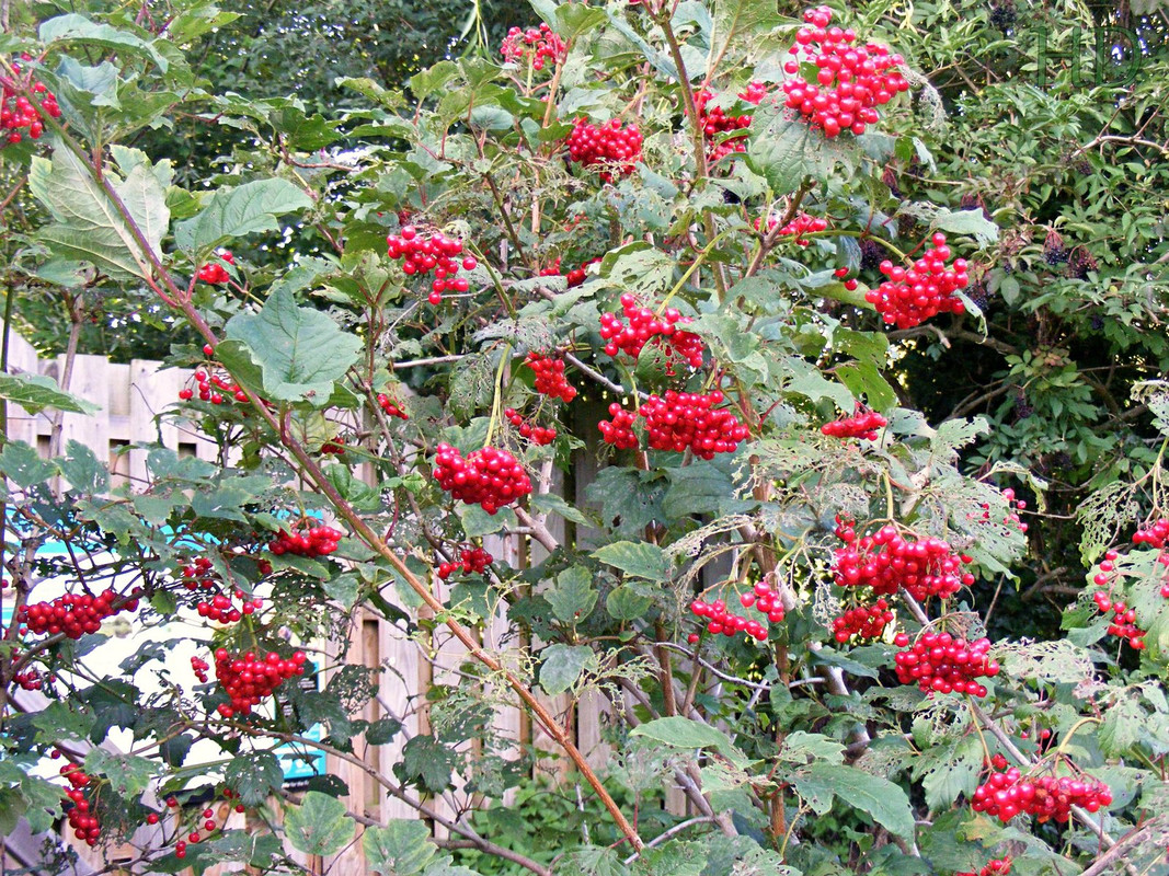 rosehips-aug-HD.jpg