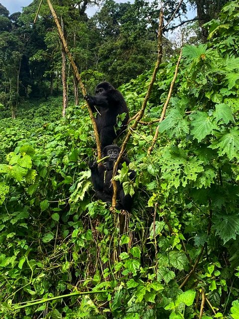 18 días por las tierras más remotas de Uganda y Kenya - Blogs de Africa Este y Centro - Bwindi - Queen Elizabeth National Park (2)