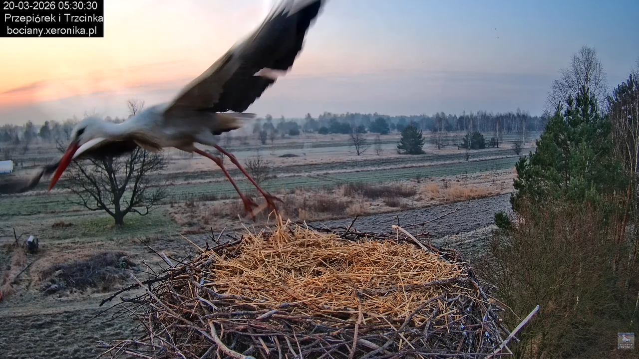 20032026bociany 7