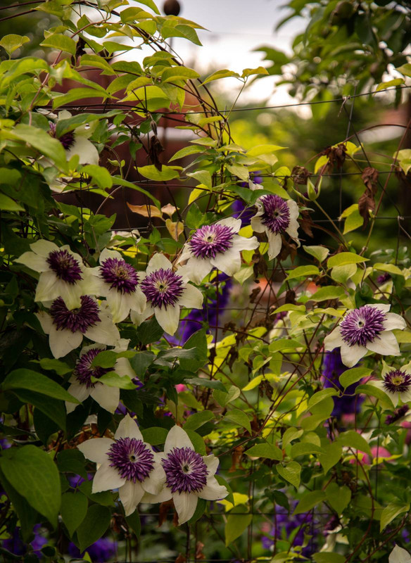 IMG-a79c196bd15d34a697c17acc7aece7ef-V