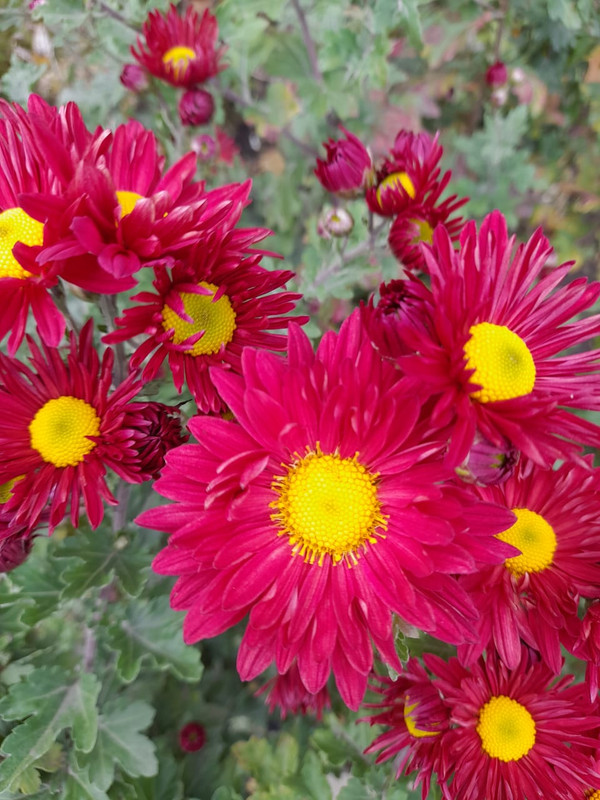 Изображение WhatsApp 2024-11-06 в 11.12.00_604d6c44