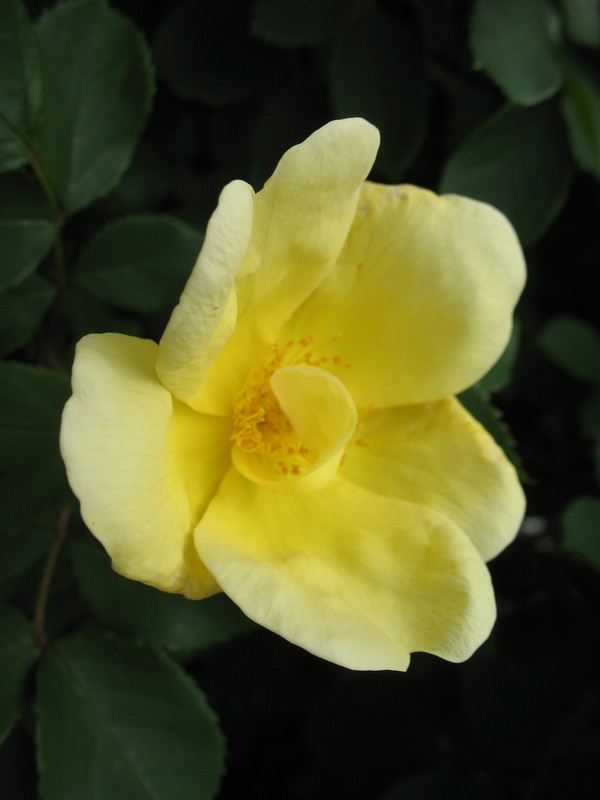 Lawn and Gardens 05.28.2017  (11)