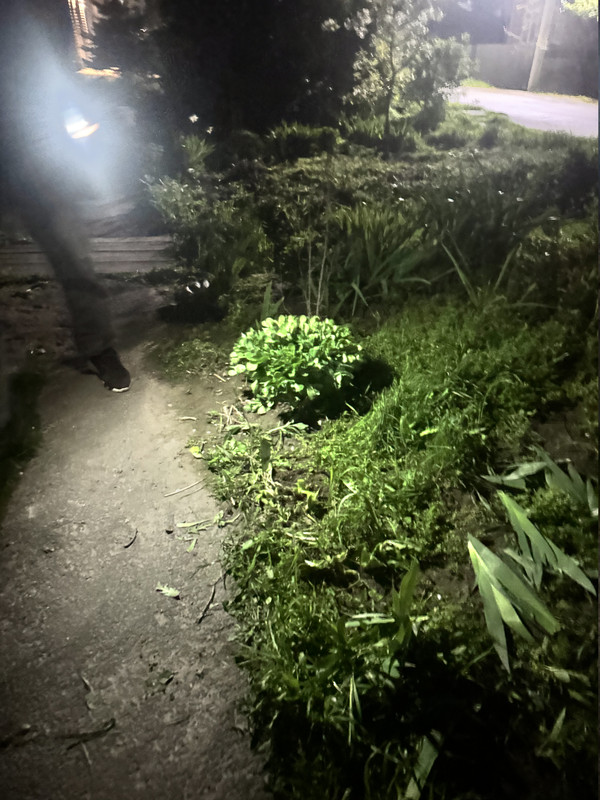 IMG 1310