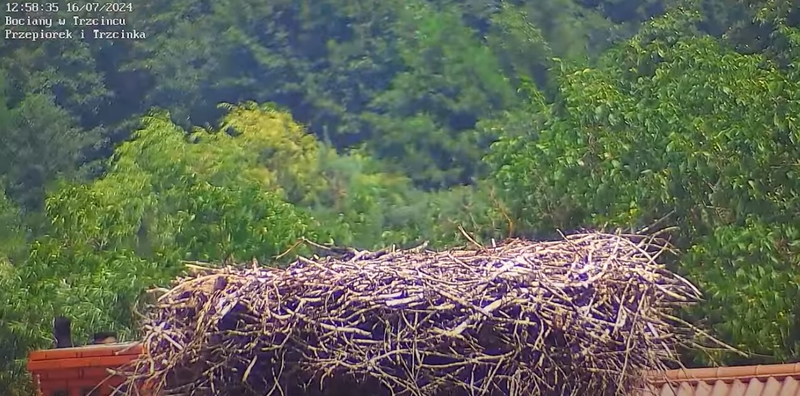 chmurkaunosisiedochmur