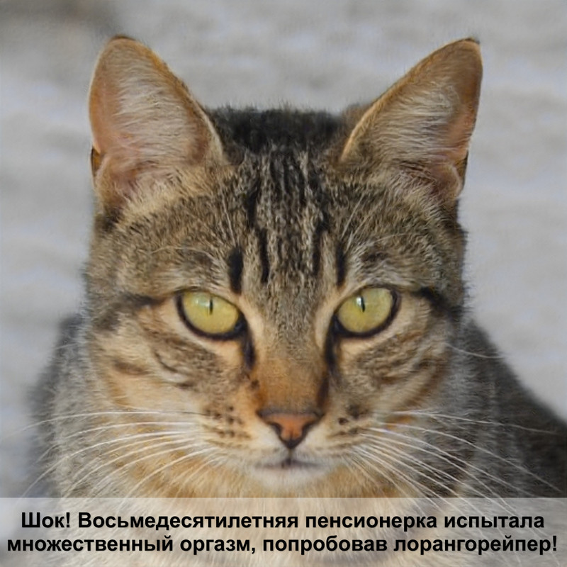 бенгальская кошка лысеет