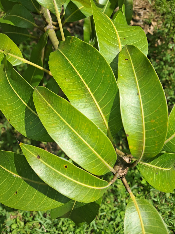 leaves2