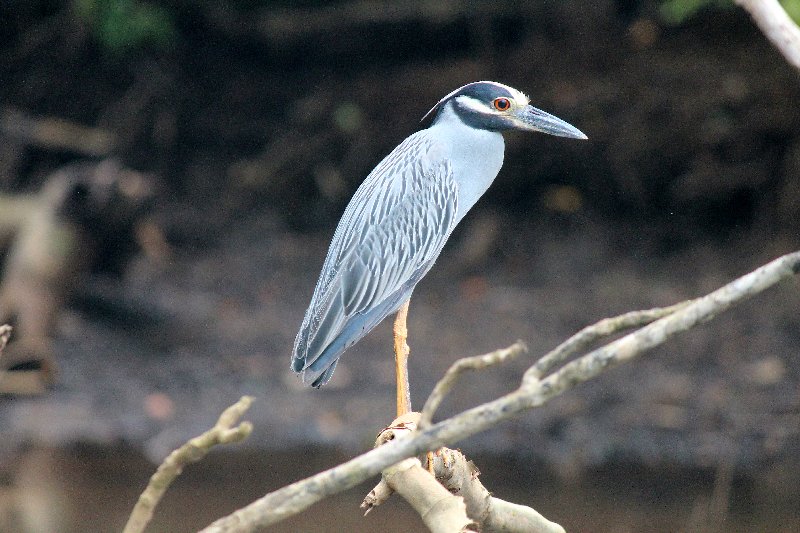 DE TORTUGAS Y PEREZOSOS. COSTA RICA 2019 - Blogs de Costa Rica - DIA 13: EXCURSIÓN DE UN DÍA A CORCOVADO (54)