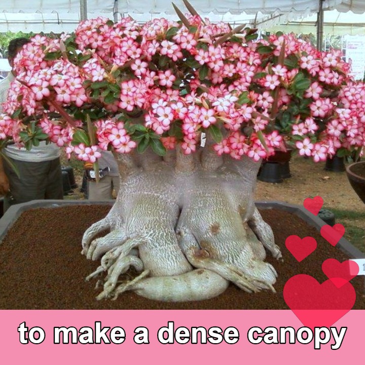 make-dense-desert-rose-bonsai-canopy.jpg