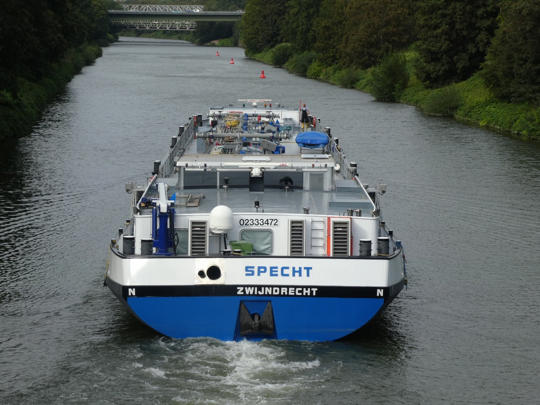 2020.08.28f Specht (1280x960)