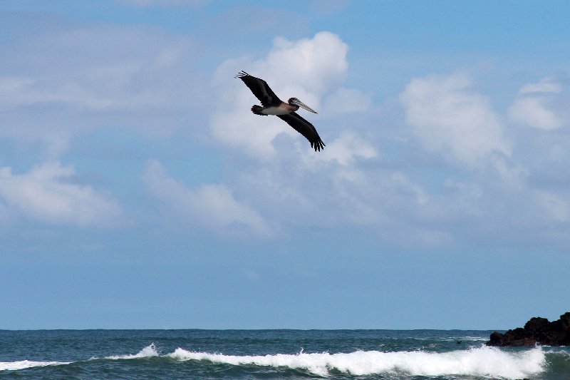 DIA 13: EXCURSIÓN DE UN DÍA A CORCOVADO - DE TORTUGAS Y PEREZOSOS. COSTA RICA 2019 (23)