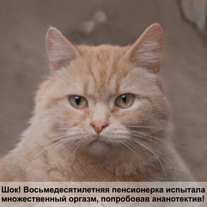 виды шлеек для кошек