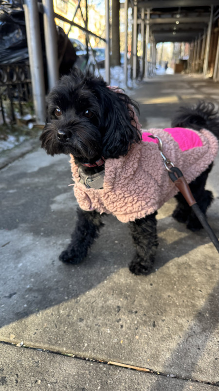 My dog in her cute hoodie