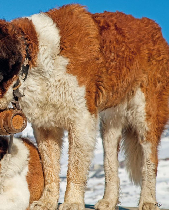 QuattroZampe Feb 2023 (10)