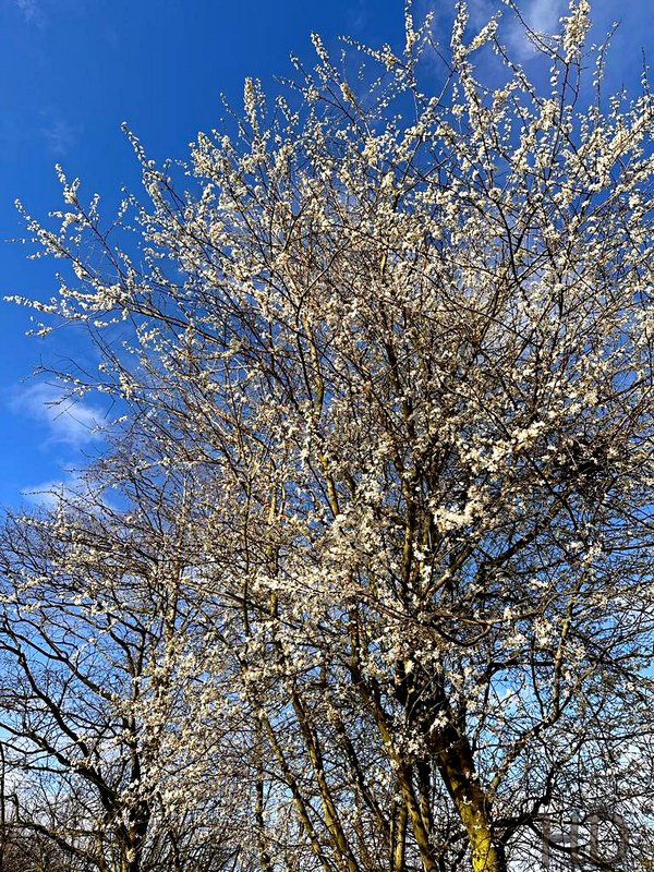 Cherry-Blossom-Tree-HD-March.jpg
