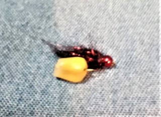 micro leech corn