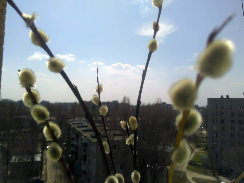 IMG-2019-04-21-120954.jpg