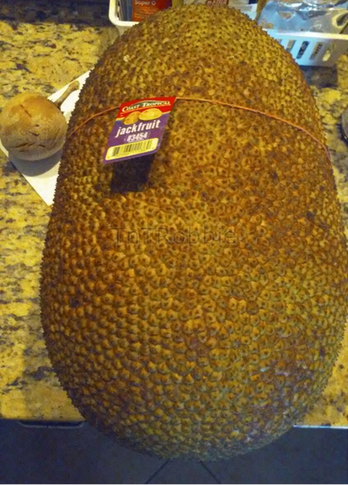 Mexico jackfruit