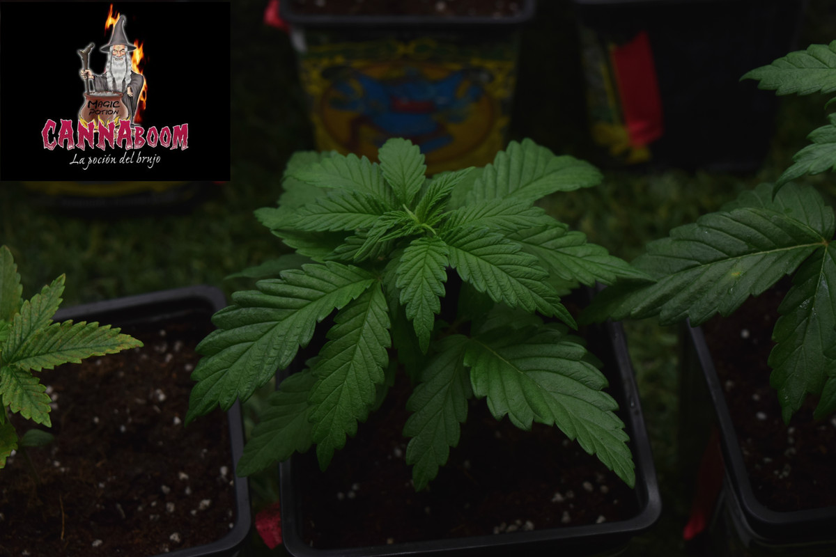 Concurso seguimientos Cannaboom línea basic- Novatonovel - Página 2 Gorilla-1