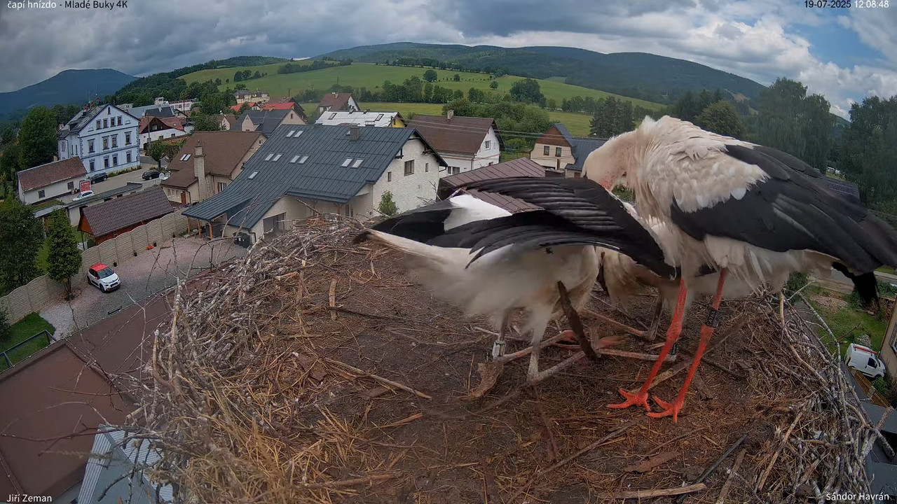Živá kamera - Mladé Buky - čapí hnízdo 4K 15-25-25 screenshot
