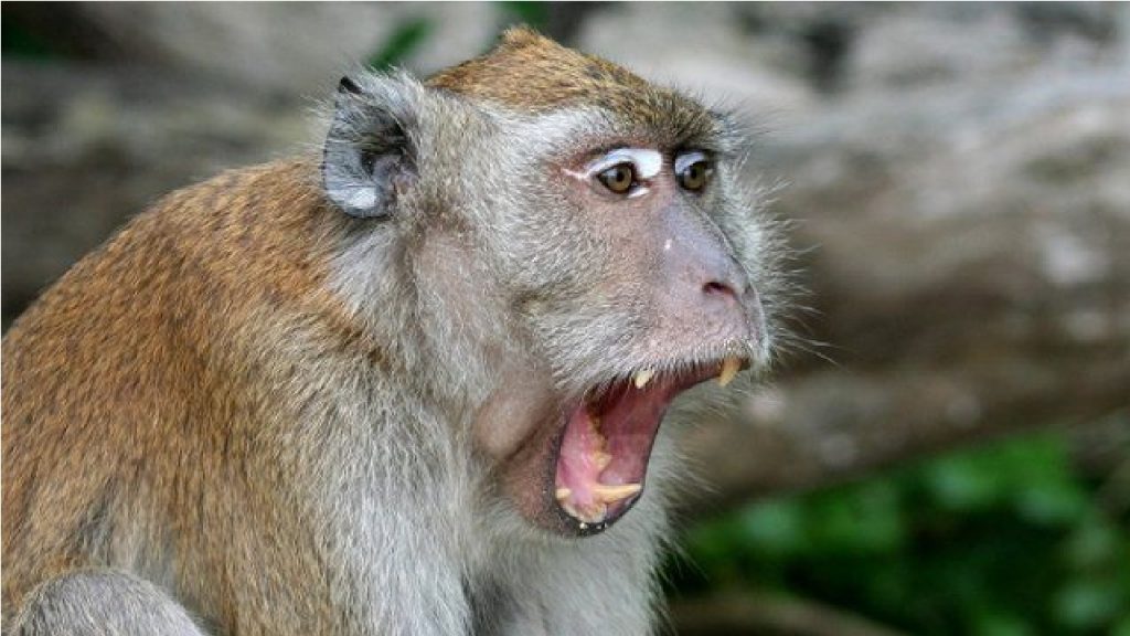 Monos matan a 250 perros en venganza por la muerte de una de sus crías en India