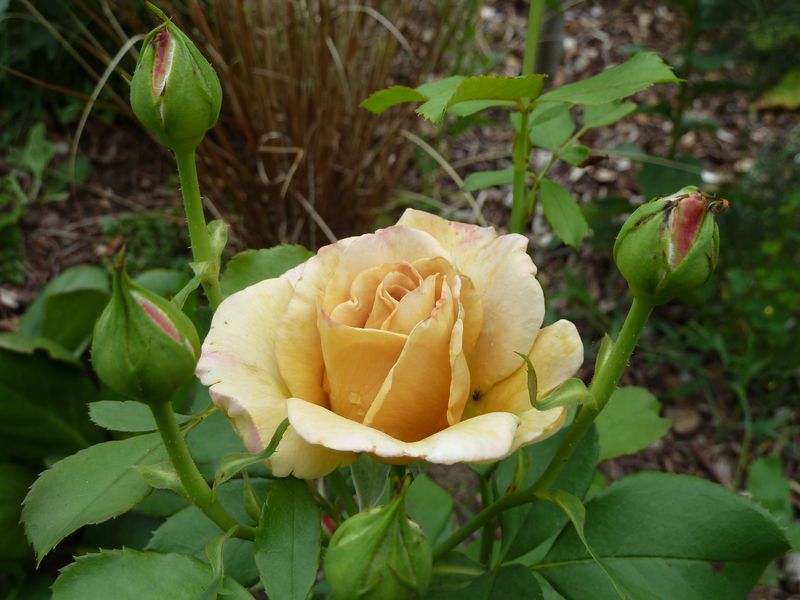 2013-08-11 Honey Dijon