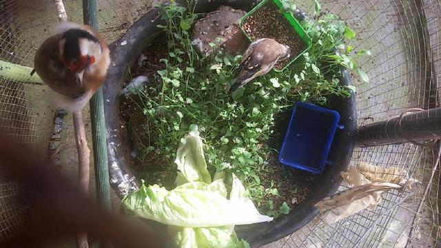 صورة