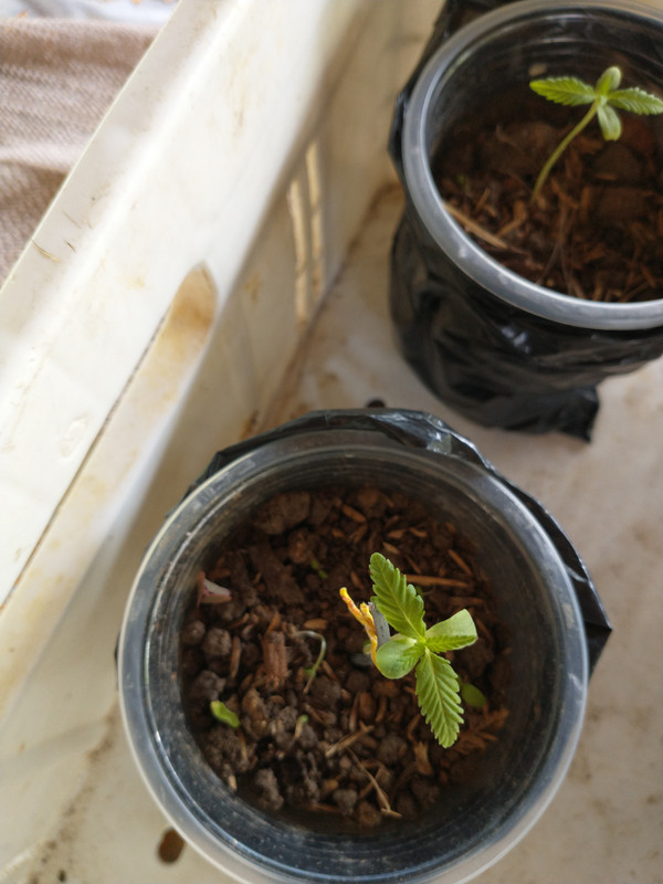 IMG_20210328_135721347