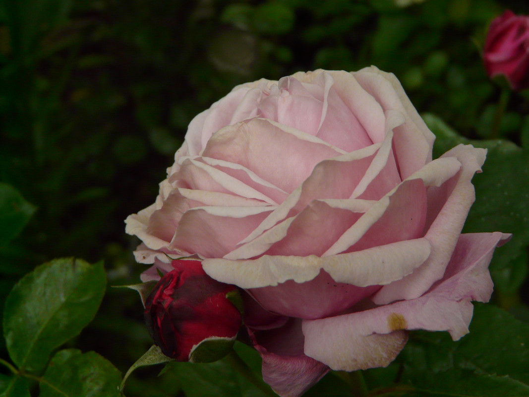 P1570132