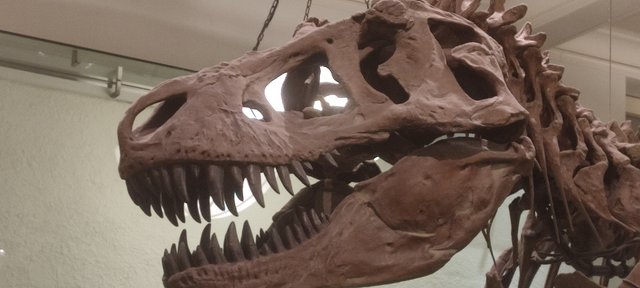 Vista icónica en Dumbo, bicis Central Park, Museo Historia y Little Italy - Nueva York y Cataratas del Niágara 2023 (34)