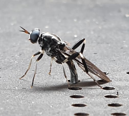 black-soldier-fly-depositing-eggs-in-wormfarm.jpg
