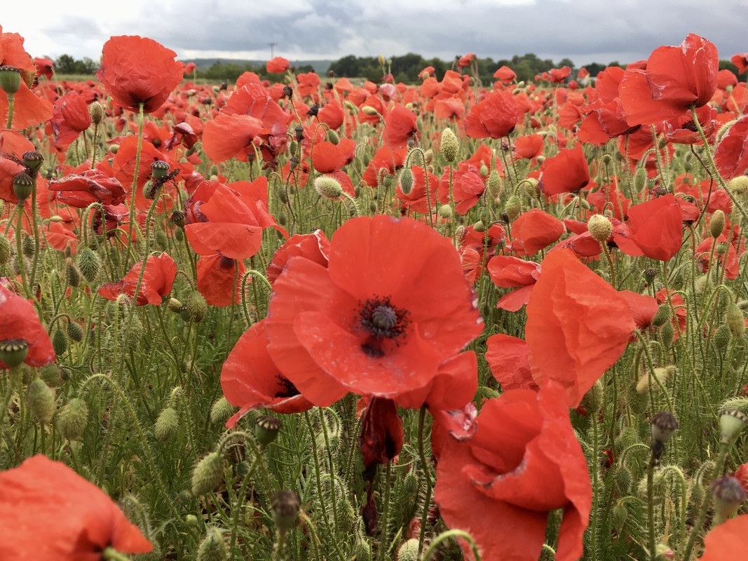 50BD62C0-C35B-45C3-AA5A-35CBB79A051C