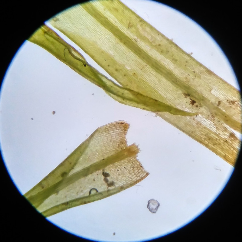 IMG 20250617 121814 HDR