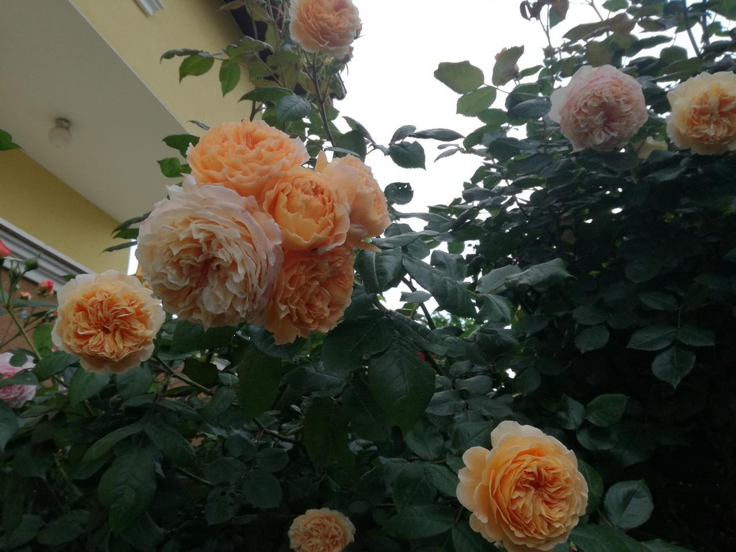 IMG_20190524_195946
