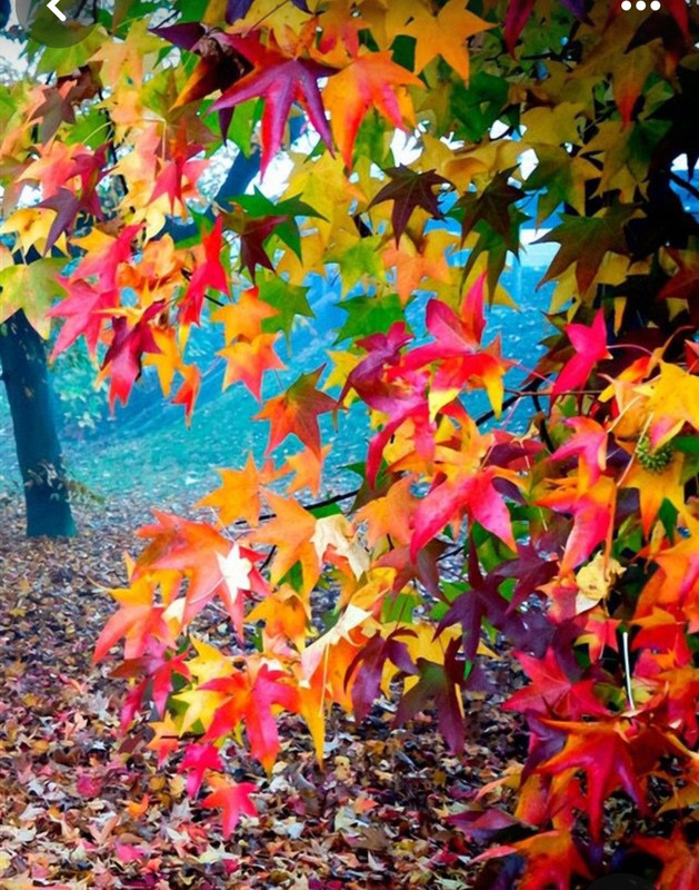 Screenshot_20240218_205456_Pinterest