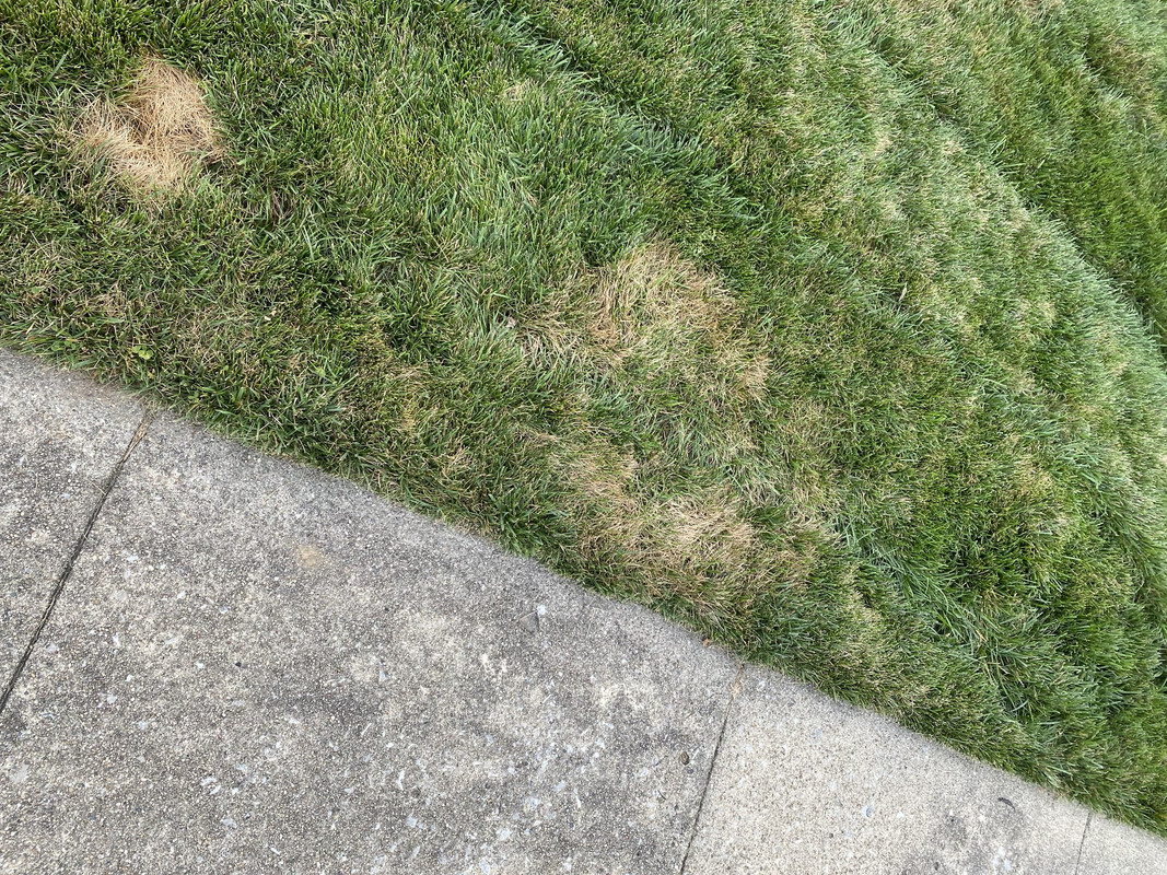 Lawn_Photo4