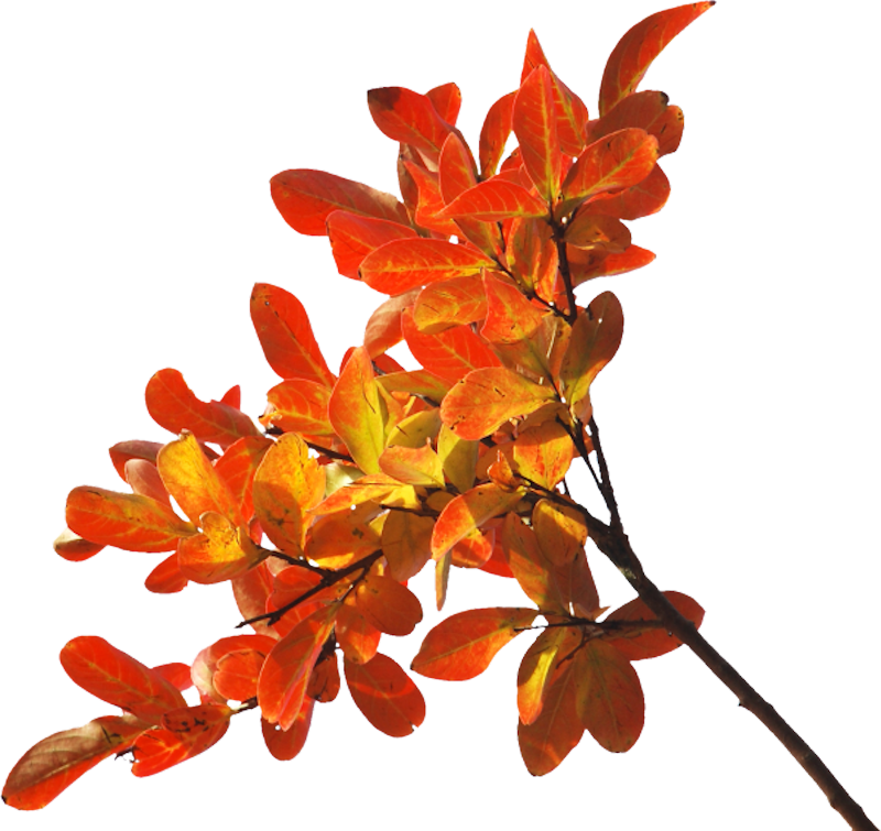 IPD_AH_Element (112)