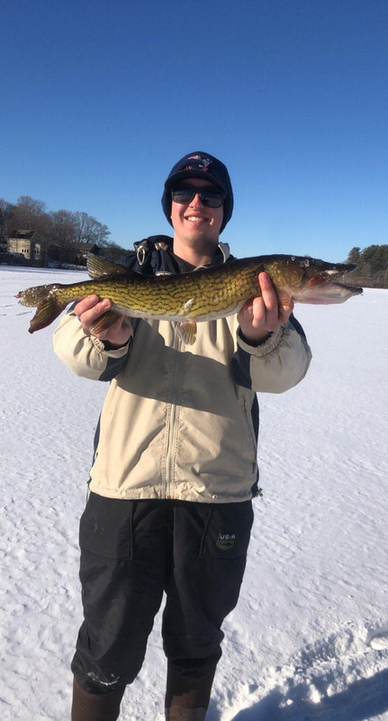 pickerel