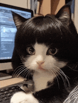 cat-hair.gif