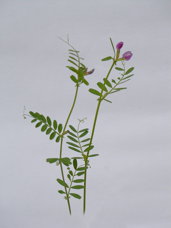 P1120335-1... (1024)