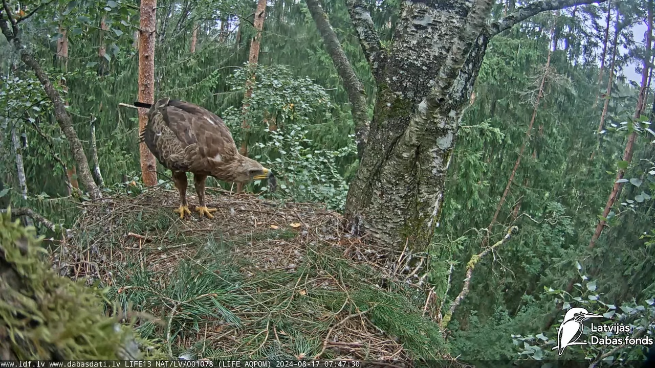 Mazais ērglis (Clanga pomarina), ligzda bērzā - LDF tiešraide 9-59-5 screenshot